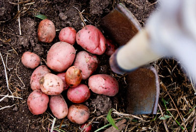 potatoes2 potatoes2