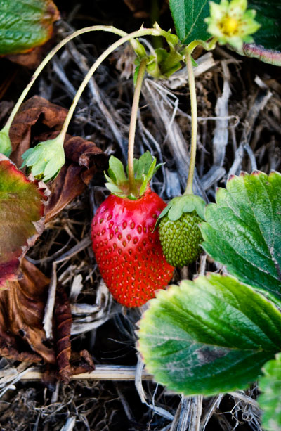 strawverry