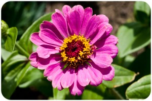 cleomeflower