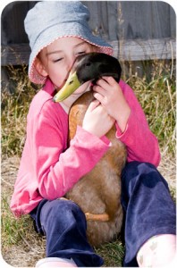 duck_love