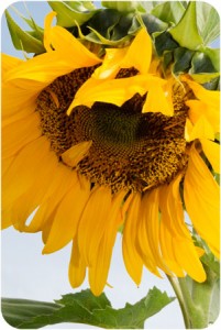 sunflower3