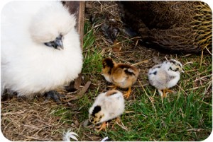 hatched-chicks