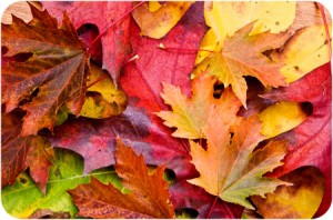 autumn_leaves
