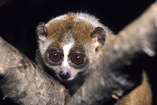 slow loris