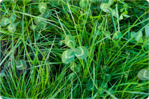 grass