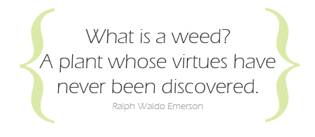 weed quote