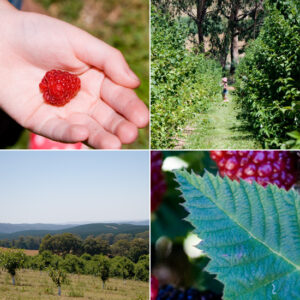 Berry picking... and a berry blissy homemade icy poles