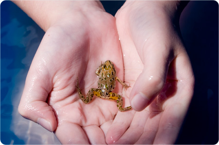 frog in hands