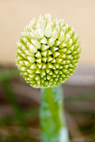 spring onion seed head