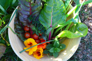 rainbow chard quice recipe