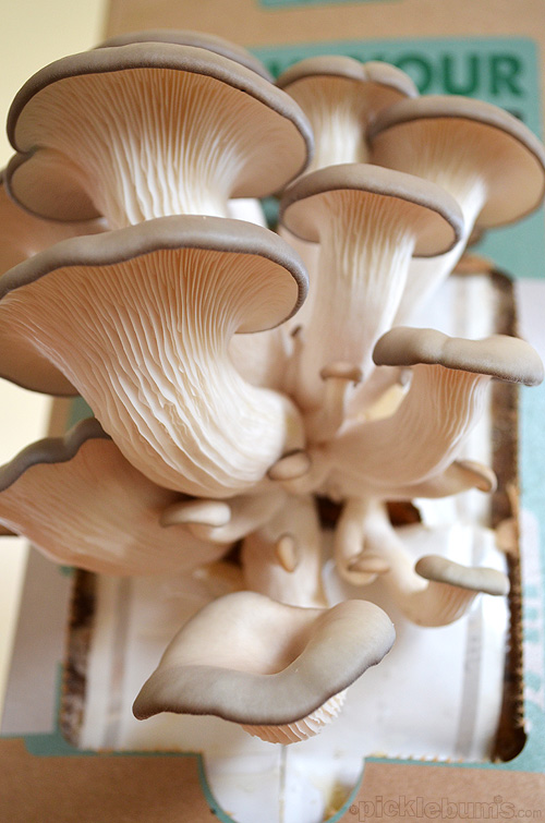 grow your own mushrooms