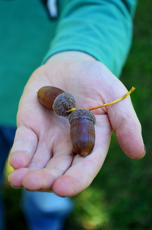 Acorns in a child's hand
