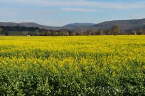 This week at the picklefarm