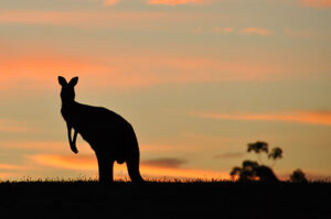 Roo on the Road - how the blogging Gods gave us new tires and saved us from a killer roo... well sort of.