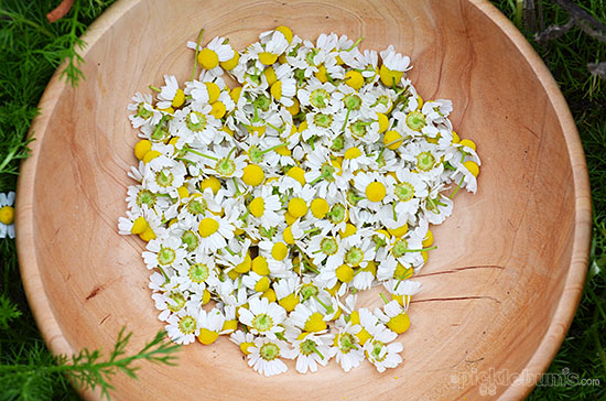 Make your own chamomile tea - it's easy once you get the chamomile to grow!