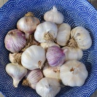 Herb and garlic oil - a simple way to preserve home-grown garlic