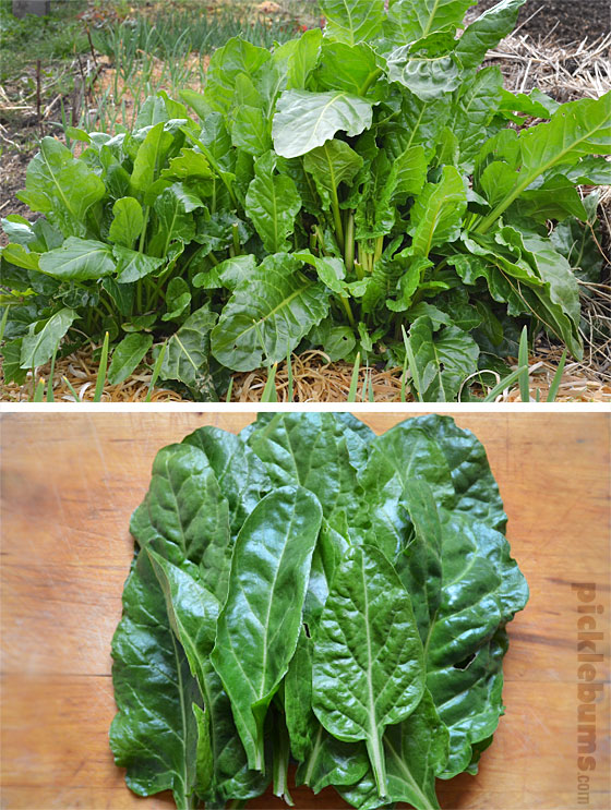 Super Spinach! - how to grow it and 10 great spinach recipes that even the kids will eat!