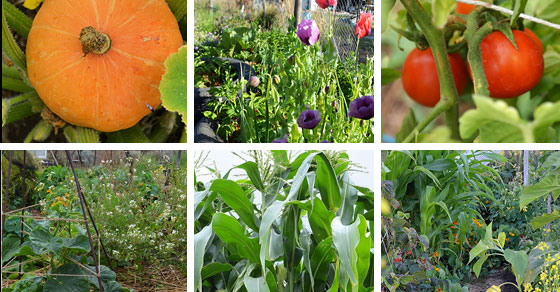 Simple tip sof growing a great veggie garden... even if you don't have green thumbs or loads of time