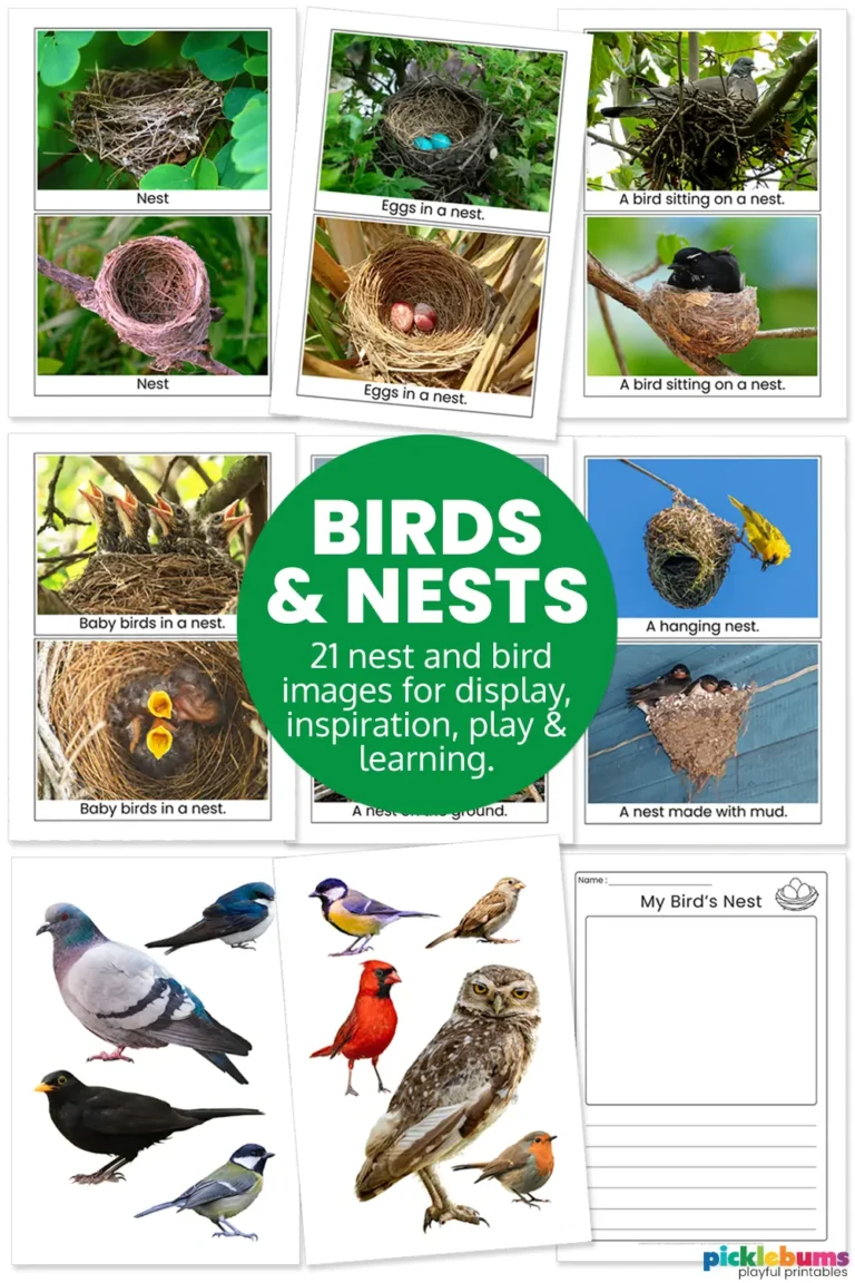 birds and nests printable pack