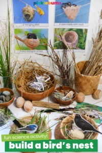 Build a bir's nest activity