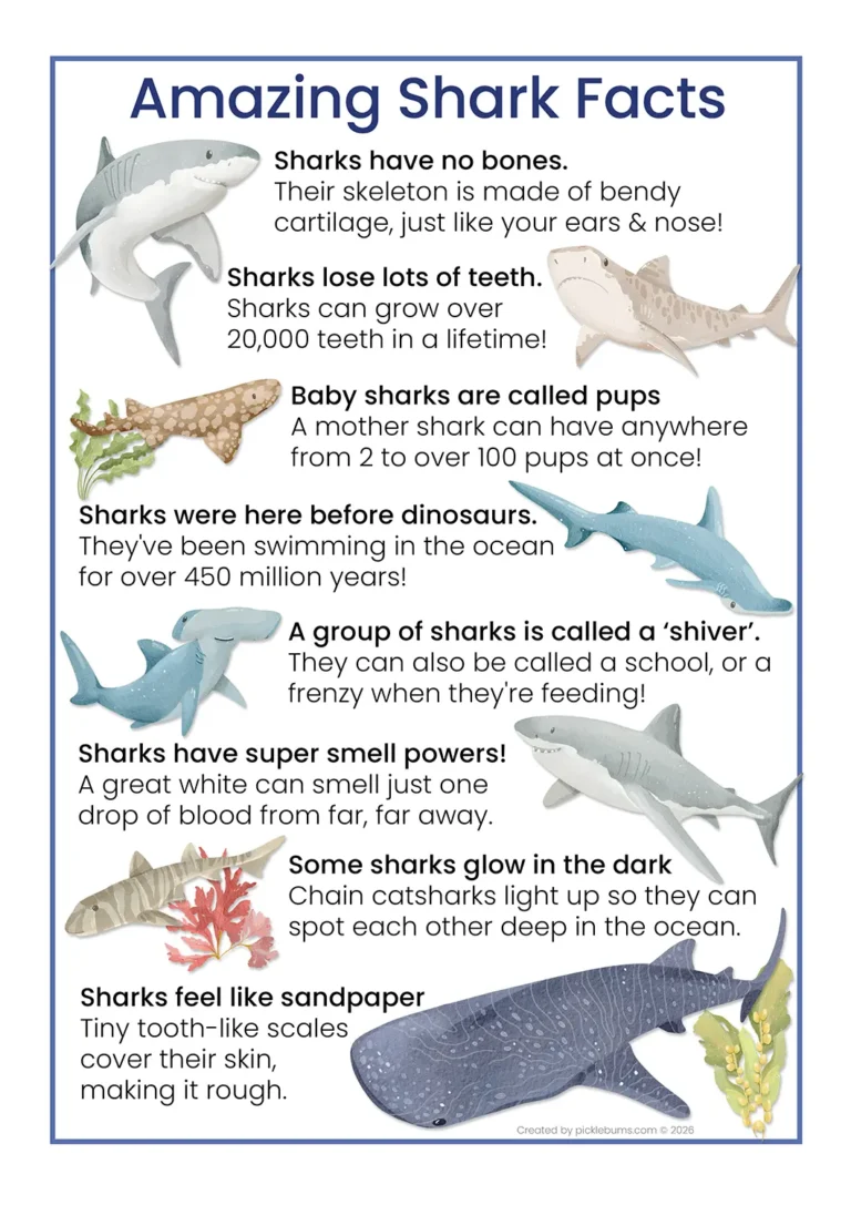 free printable shark facts poster