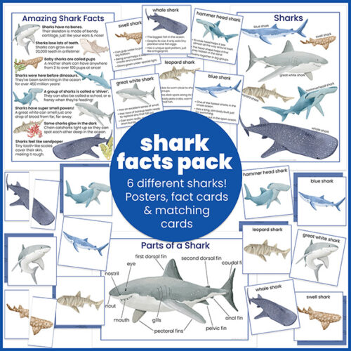 shark facts pack